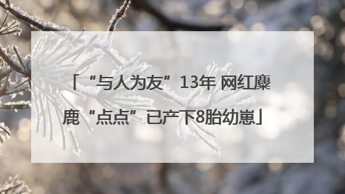 “与人为友”13年 网红麋鹿“点点”已产下8胎幼崽