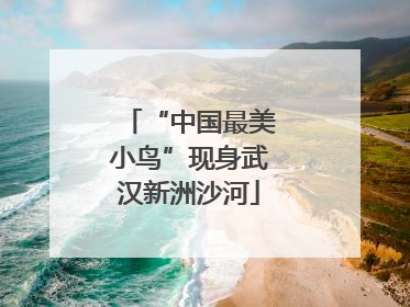 “中国最美小鸟”现身武汉新洲沙河