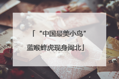 “中国最美小鸟”蓝喉蜂虎现身闽北