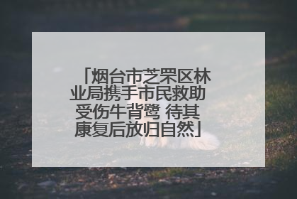 烟台市芝罘区林业局携手市民救助受伤牛背鹭 待其康复后放归自然