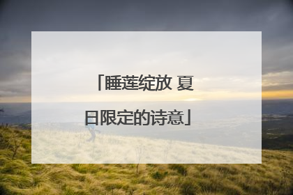 睡莲绽放 夏日限定的诗意