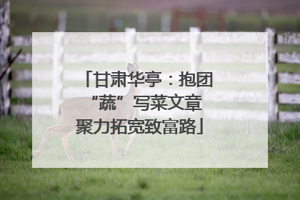 甘肃华亭：抱团“蔬”写菜文章 聚力拓宽致富路
