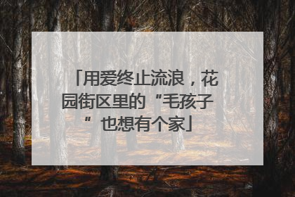 用爱终止流浪，花园街区里的“毛孩子”也想有个家