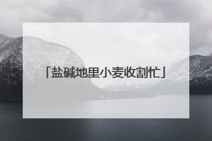 盐碱地里小麦收割忙