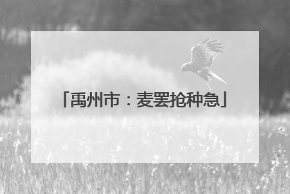 禹州市：麦罢抢种急