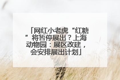 网红小老虎“红糖”将暂停展出？上海动物园：展区改建，会安排展出计划