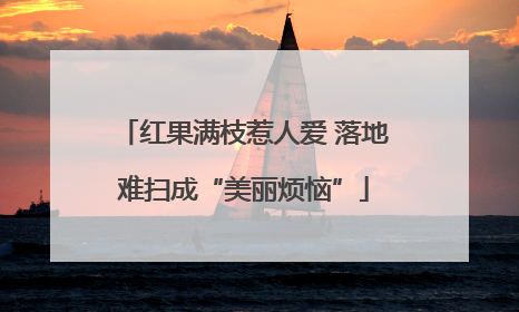 红果满枝惹人爱 落地难扫成“美丽烦恼”