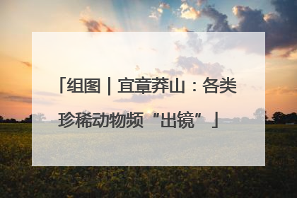 组图｜宜章莽山：各类珍稀动物频“出镜”