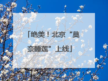 绝美！北京“莫奈睡莲”上线
