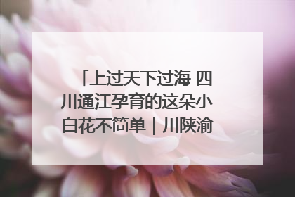 上过天下过海 四川通江孕育的这朵小白花不简单｜川陕渝网络名人巴中行