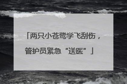 两只小苍鹭学飞刮伤，管护员紧急“送医”