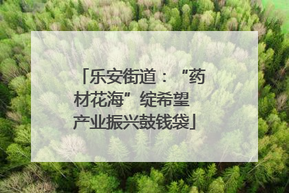 乐安街道：“药材花海”绽希望 产业振兴鼓钱袋