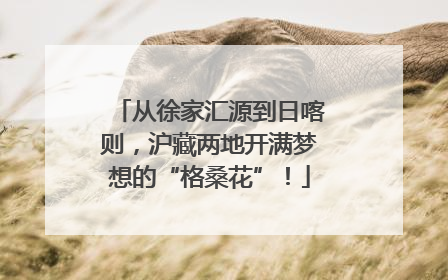 从徐家汇源到日喀则，沪藏两地开满梦想的“格桑花”！