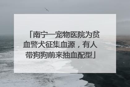 南宁一宠物医院为贫血警犬征集血源，有人带狗狗前来抽血配型