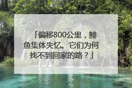 偏移800公里，鲱鱼集体失忆。它们为何找不到回家的路？