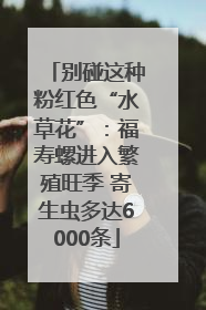 别碰这种粉红色“水草花”：福寿螺进入繁殖旺季 寄生虫多达6000条