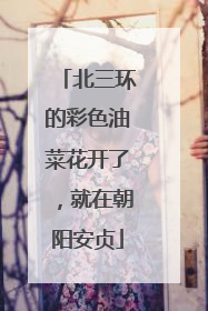 北三环的彩色油菜花开了，就在朝阳安贞