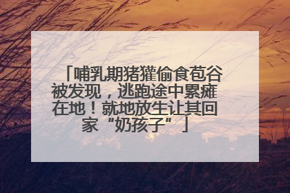 哺乳期猪獾偷食苞谷被发现，逃跑途中累瘫在地！就地放生让其回家“奶孩子”