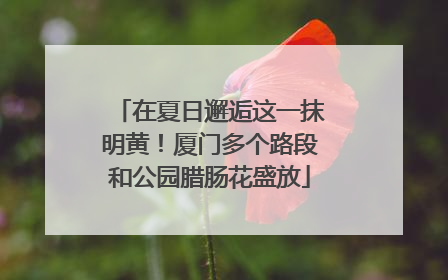 在夏日邂逅这一抹明黄！厦门多个路段和公园腊肠花盛放