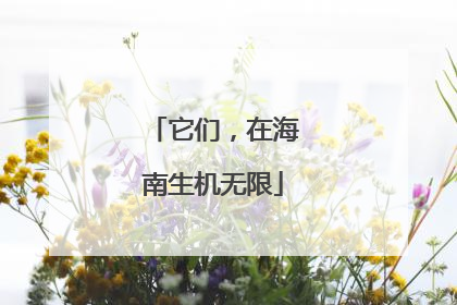 它们，在海南生机无限