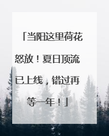 当阳这里荷花怒放！夏日顶流已上线，错过再等一年！