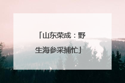 山东荣成：野生海参采捕忙