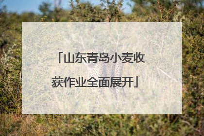 山东青岛小麦收获作业全面展开