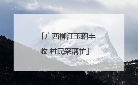 广西柳江玉藕丰收 村民采藕忙