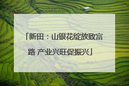 新田：山银花绽放致富路 产业兴旺促振兴