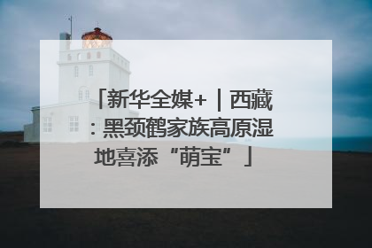 新华全媒+｜西藏：黑颈鹤家族高原湿地喜添“萌宝”