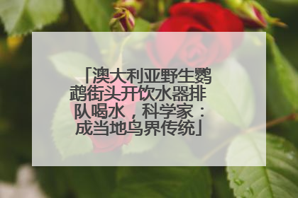 澳大利亚野生鹦鹉街头开饮水器排队喝水，科学家：成当地鸟界传统