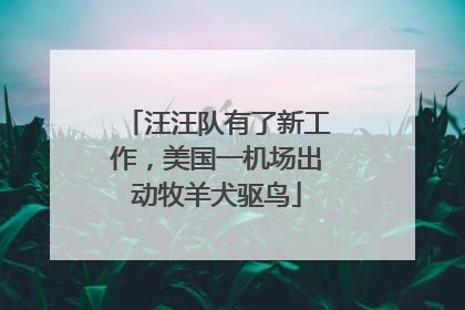 汪汪队有了新工作，美国一机场出动牧羊犬驱鸟