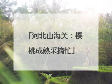 河北山海关：樱桃成熟采摘忙