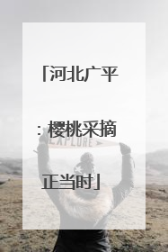 河北广平：樱桃采摘正当时
