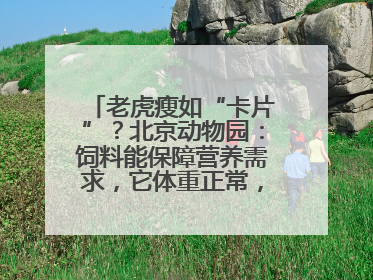 老虎瘦如“卡片”？北京动物园：饲料能保障营养需求，它体重正常，放心吧