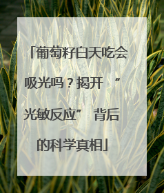 葡萄籽白天吃会吸光吗？揭开 “光敏反应” 背后的科学真相