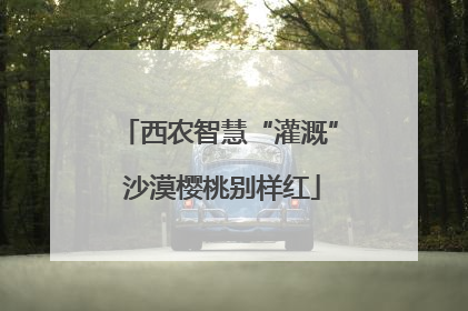 西农智慧“灌溉” 沙漠樱桃别样红