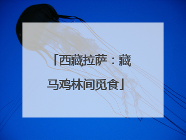 西藏拉萨：藏马鸡林间觅食