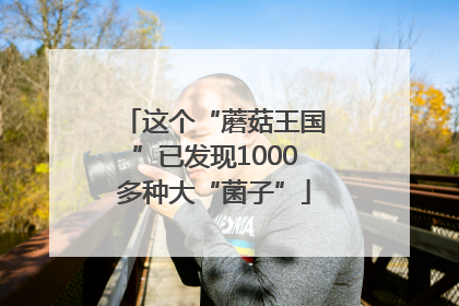 这个“蘑菇王国”已发现1000多种大“菌子”
