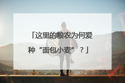 这里的粮农为何爱种“面包小麦”？