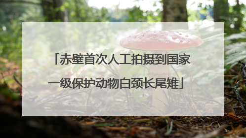 赤壁首次人工拍摄到国家一级保护动物白颈长尾雉