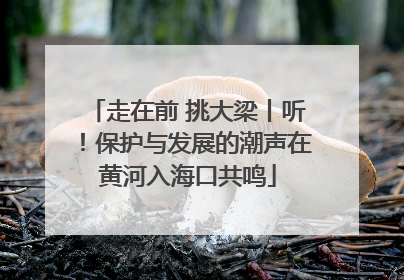 走在前 挑大梁丨听！保护与发展的潮声在黄河入海口共鸣