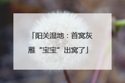 阳关湿地：首窝灰雁“宝宝”出窝了