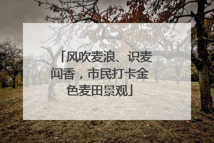 风吹麦浪、识麦闻香，市民打卡金色麦田景观